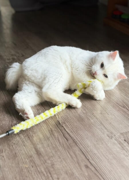 Manny Manny